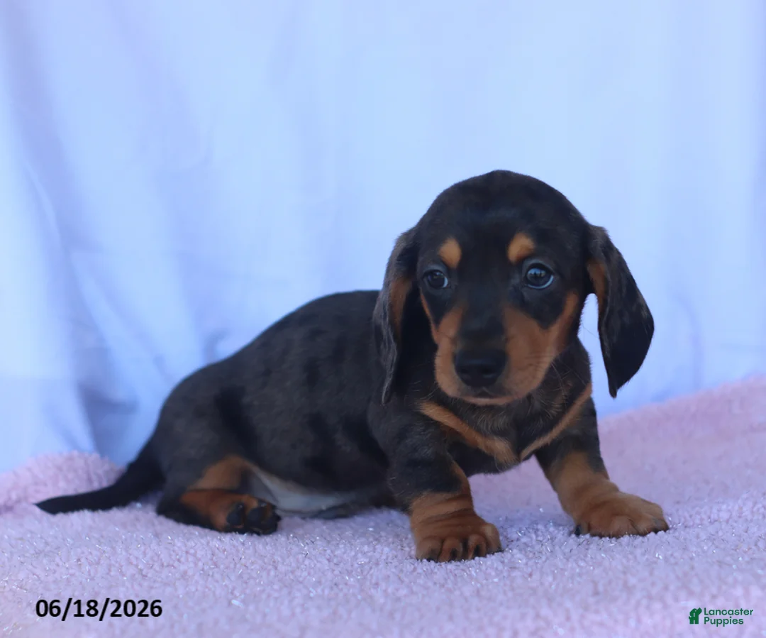 Miniature Dachshund dogs for sale: Dusty - Ad 5