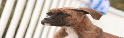 Boxer dogs for sale: Norris - Ad 5