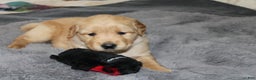 Golden Retriever dogs for sale: Forrest - Ad 2