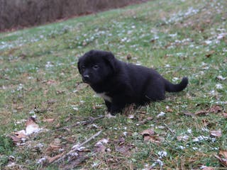 Mixed Breed dogs Jasmine - Ad 25