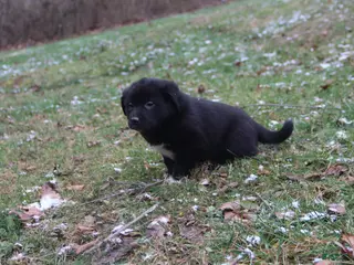 Mixed Breed dogs Jasmine - Ad 13