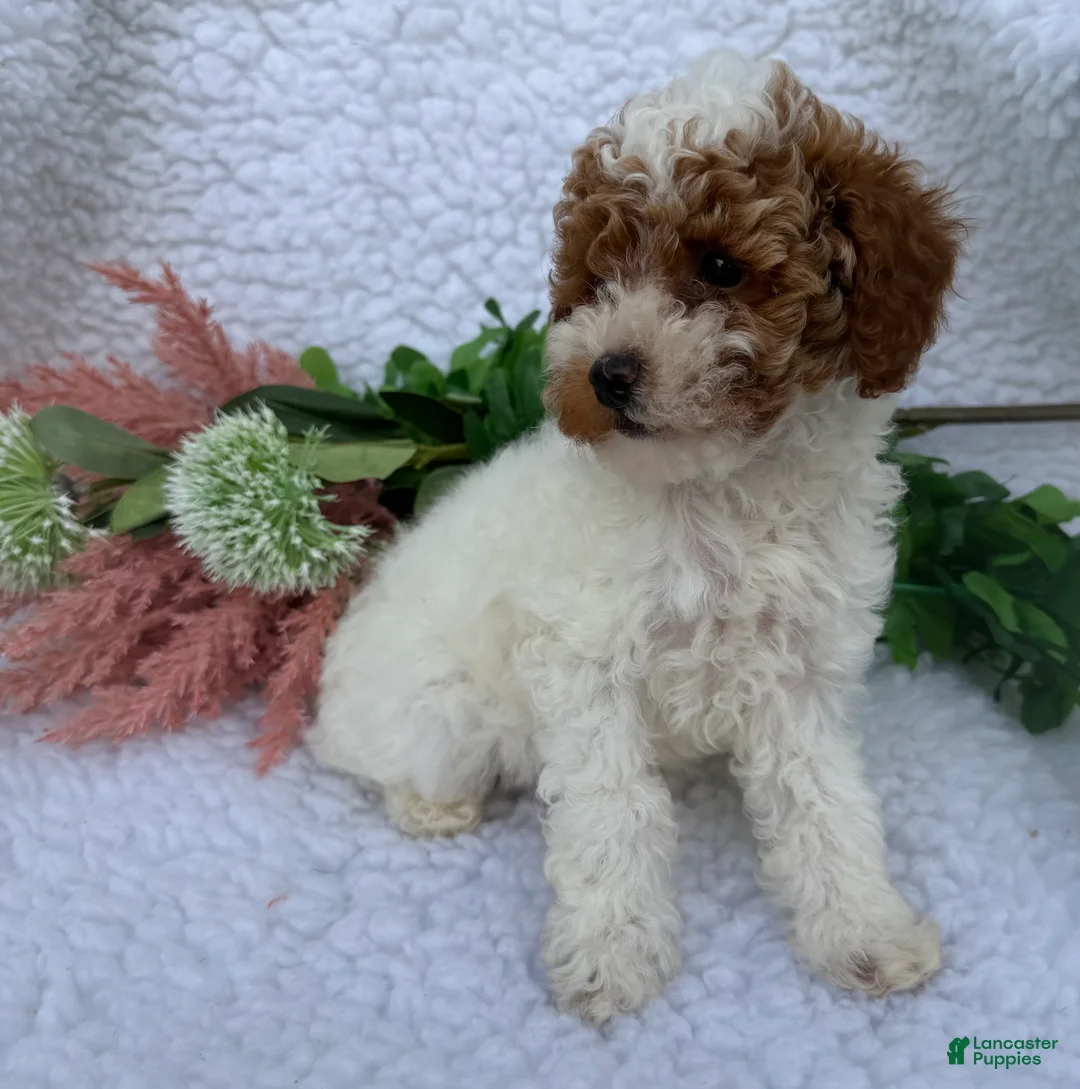 Toy Poodle dogs for sale: Rusty - Ad 2