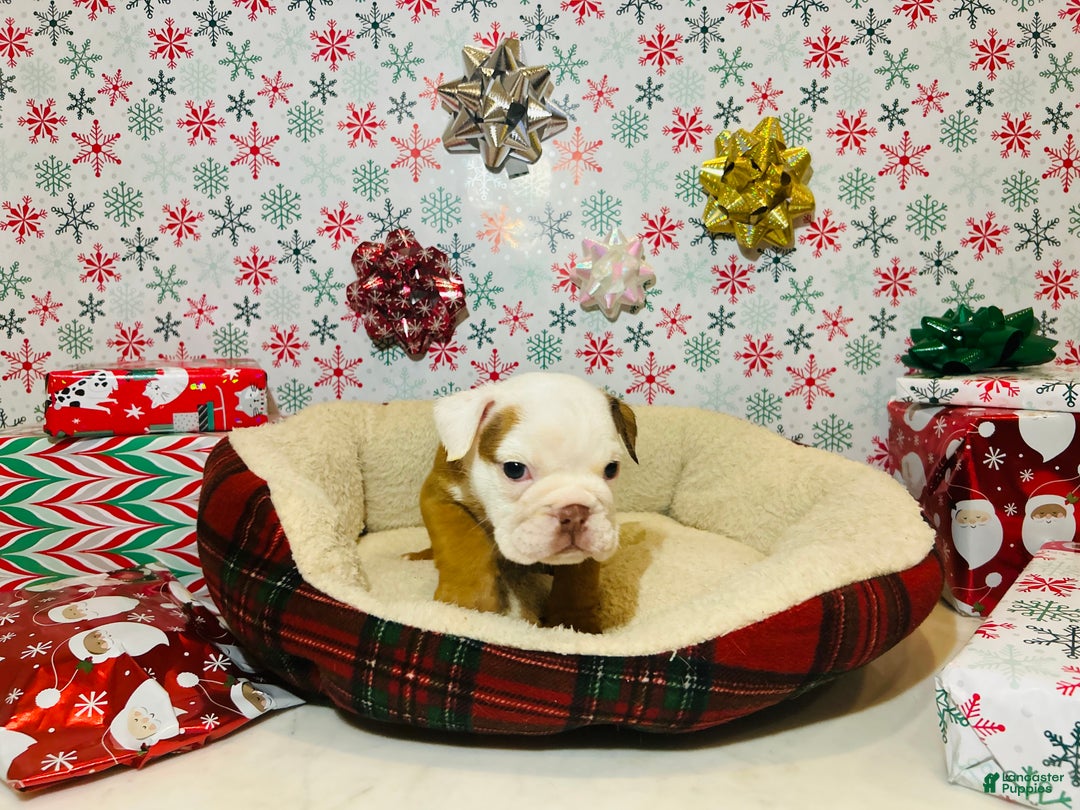 English Bulldog dogs for sale: Stella - Ad 3