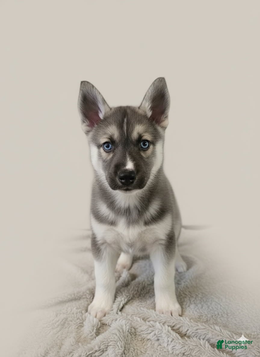 Gerberian Shepsky dogs Brutus - Ad 10