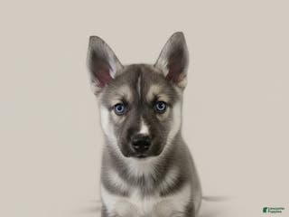 Gerberian Shepsky dogs Brutus - Ad 13