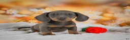 Miniature Dachshund dogs for sale: Dallas - Ad 2