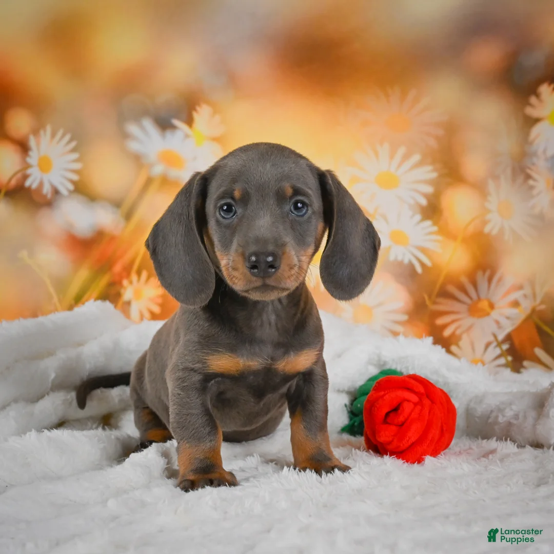 Miniature Dachshund dogs for sale: Dallas - Ad 2