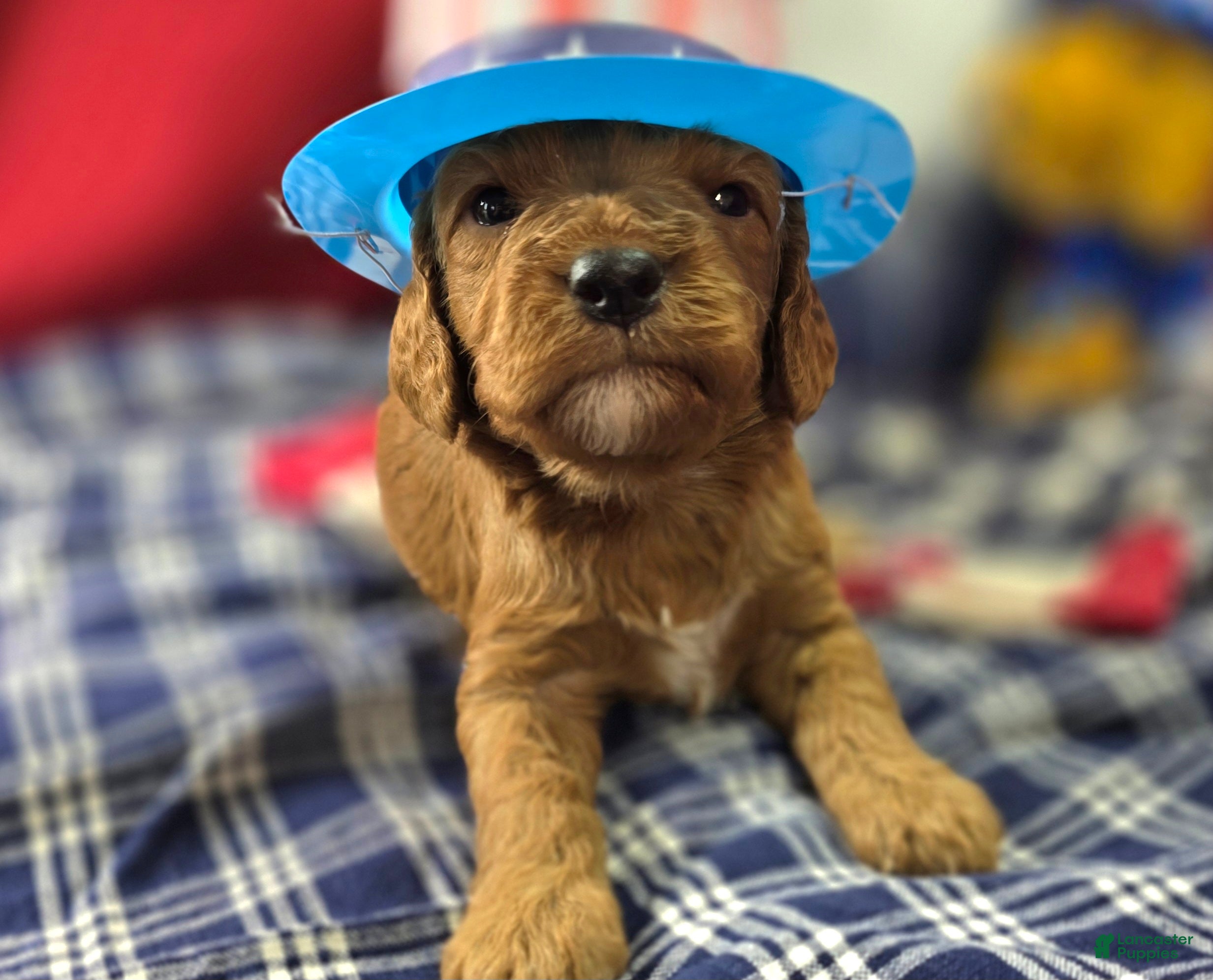 Cockapoo dogs Cashmere - Ad 16