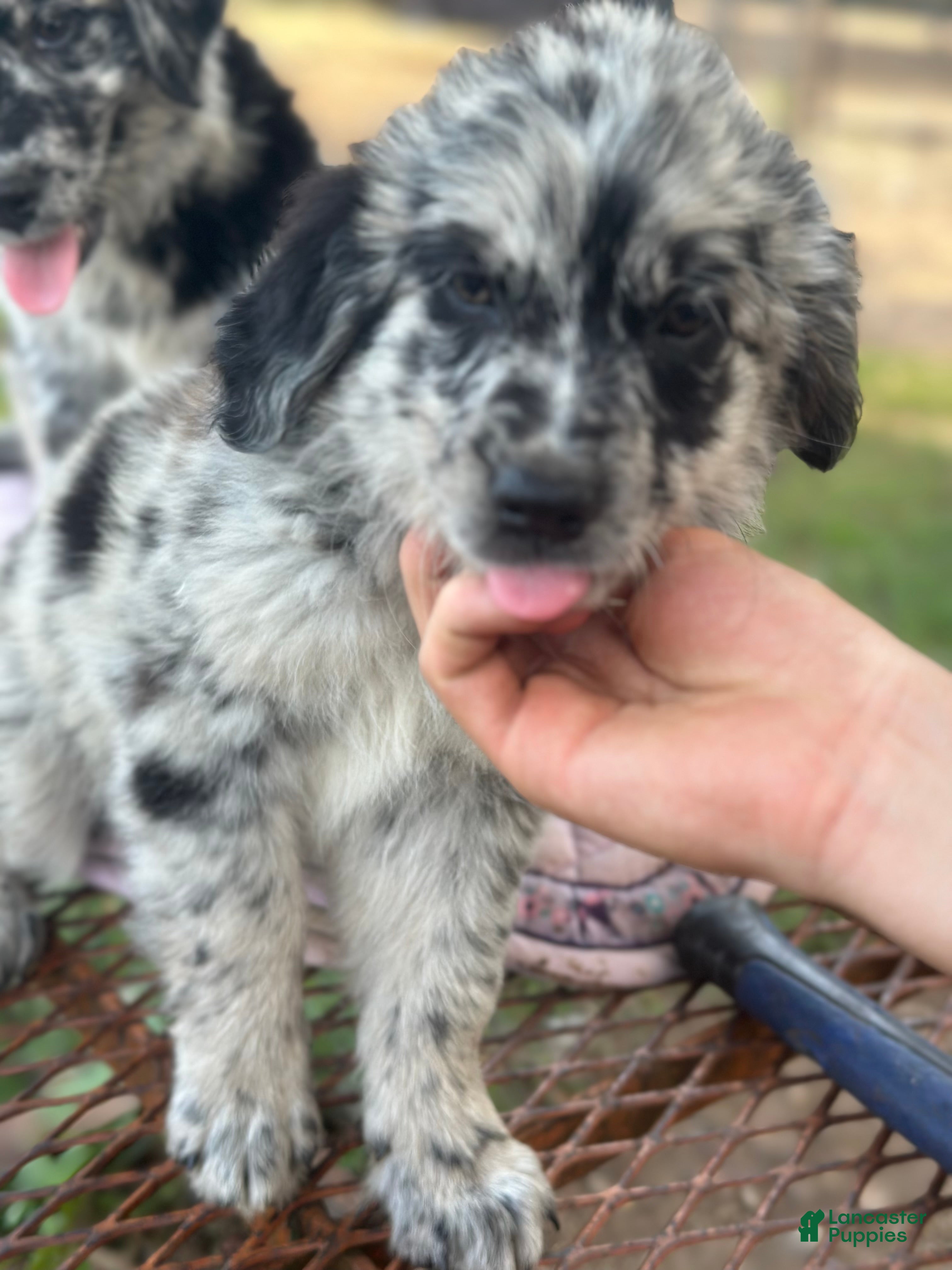 Mixed Breed dogs Buckle, female golden Aussie  - Ad 2