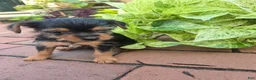 Yorkshire Terrier dogs for sale: Teacup Cherry - Ad 1
