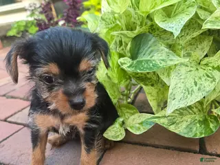 Yorkshire Terrier dogs Teacup Cherry - Ad 5