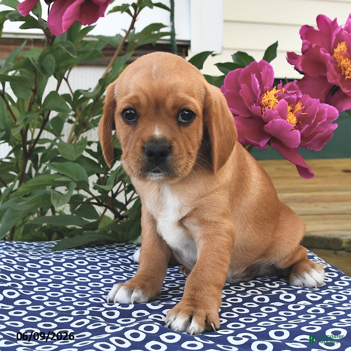 Mixed Breed dogs Cash - Ad 2