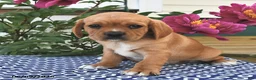 Mixed Breed dogs for sale: Cash - Ad 2