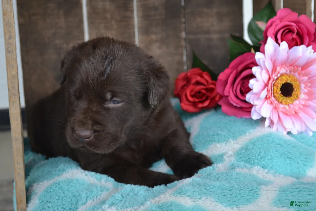 Labrador Retriever dogs for sale: Londa - Ad 1