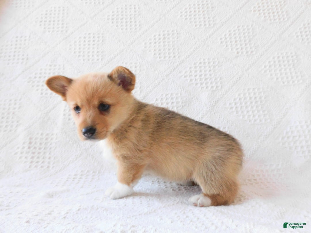Pembroke Welsh Corgi Pomeranian Mix Corgi Puppy Welsh Corgi Chow