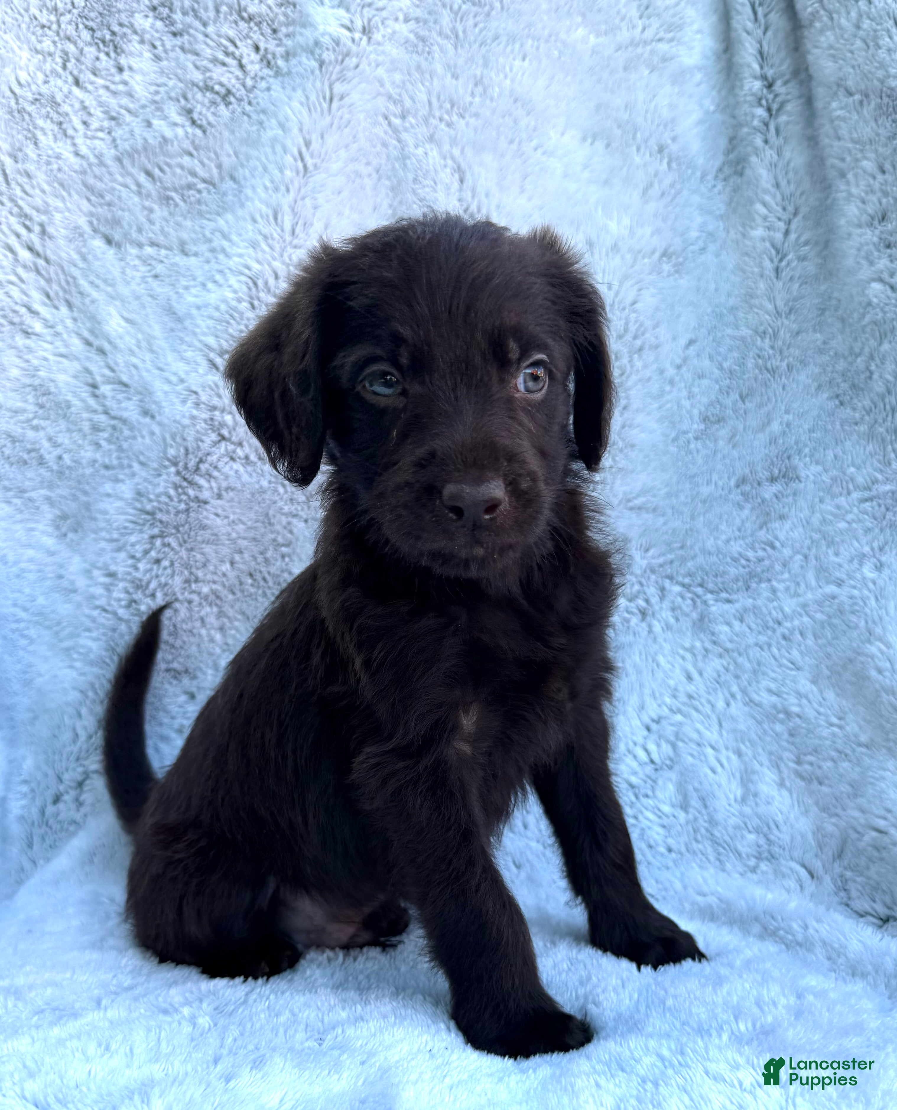 Labradoodle dogs Oliver - Ad 2
