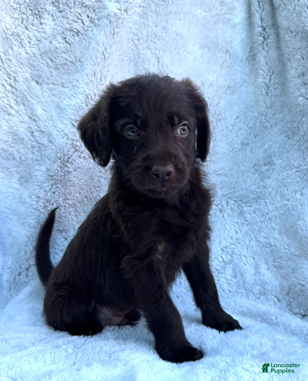Labradoodle dogs for sale: Oliver - Ad 2