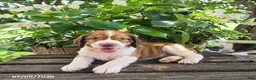 English Springer Spaniel dogs for sale: Willow - Ad 5