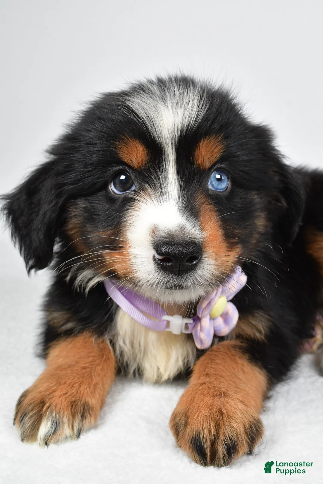 Miniature Australian Shepherd dogs for sale: Kate  - Ad 1