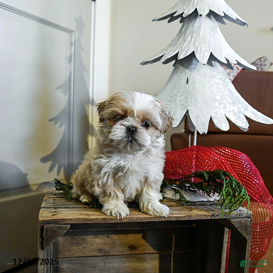 Shih Tzu dogs Caramel - Ad 1