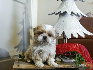 Shih Tzu dogs Caramel - Ad 30