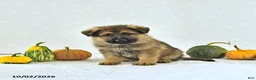 German Shepherd dogs for sale: Bruno - Ad 3