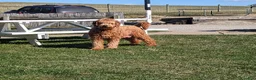 Goldendoodle dogs for sale: Kailey - Ad 27