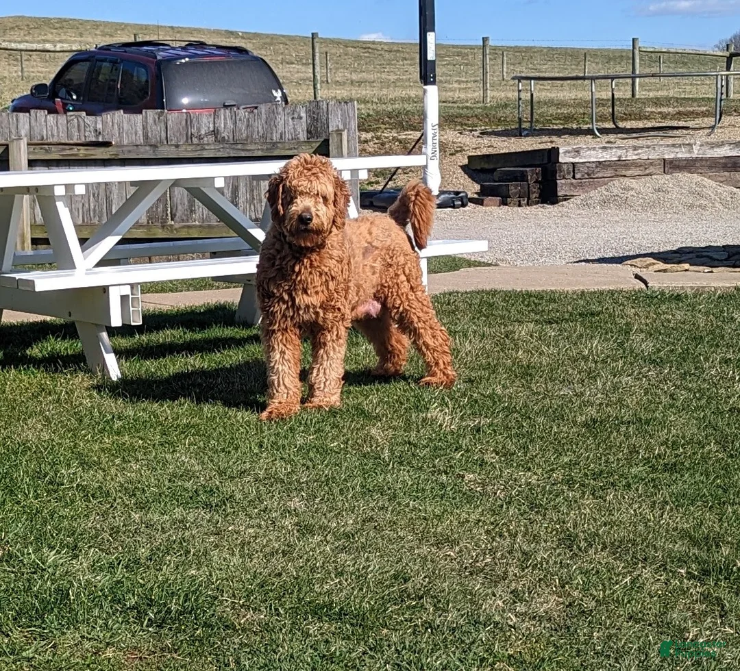 Goldendoodle dogs for sale: Kailey - Ad 27