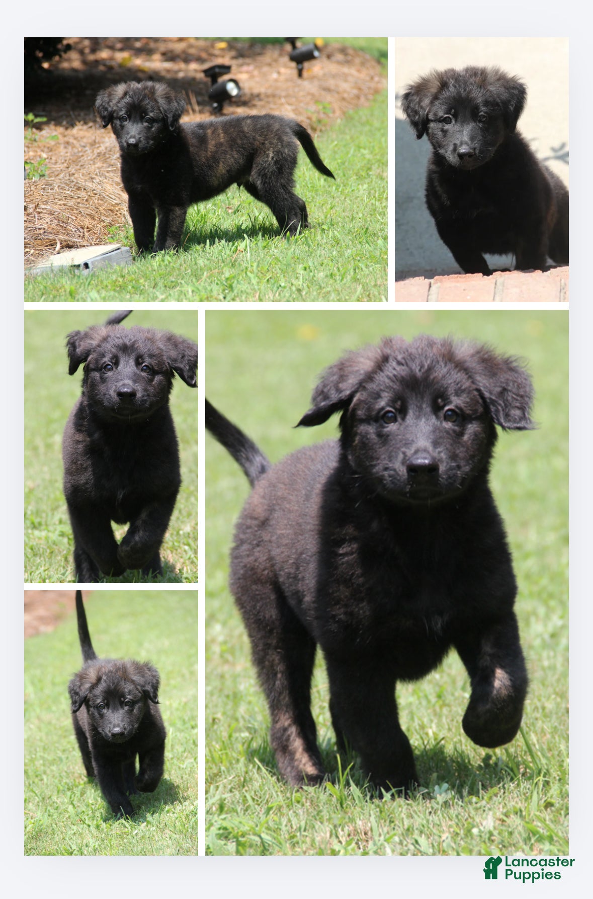 Mixed Breed dogs for sale: Wonder(Wunder) German for Miracle. - Ad 2