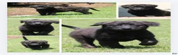Mixed Breed dogs for sale: Wonder(Wunder) German for Miracle. - Ad 1