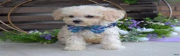 Maltipoo dogs for sale: Elliot - Ad 5