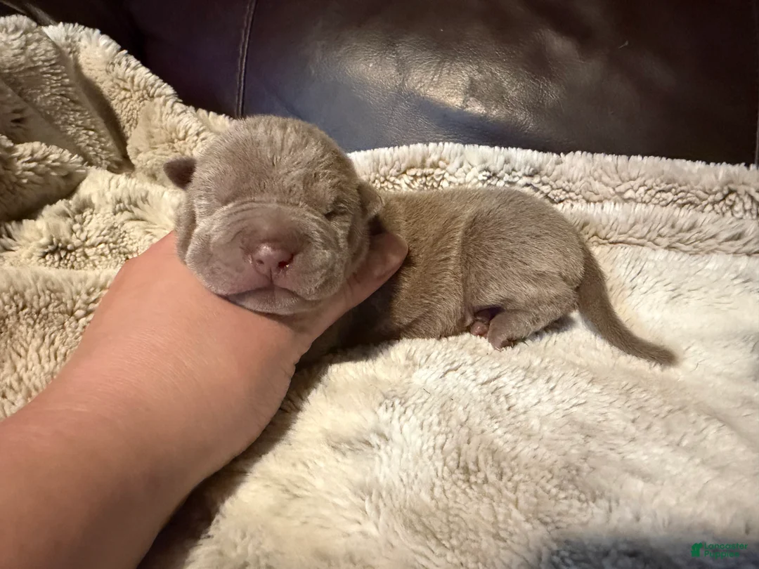 Shar Pei dogs for sale: Olive - Ad 1