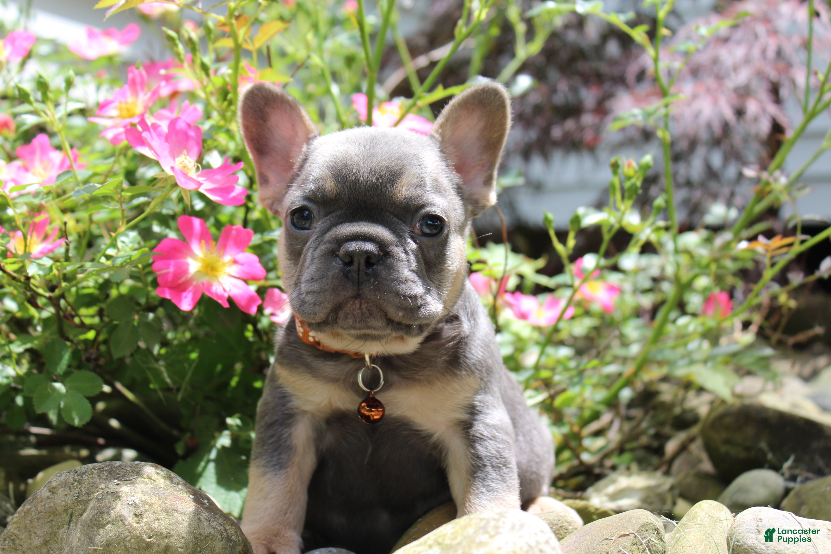 French Bulldog dogs for sale: AKC Jack - Ad 5
