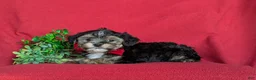Yorkiepoo dogs for sale: Duane 7 lbs Full Grown - Ad 4