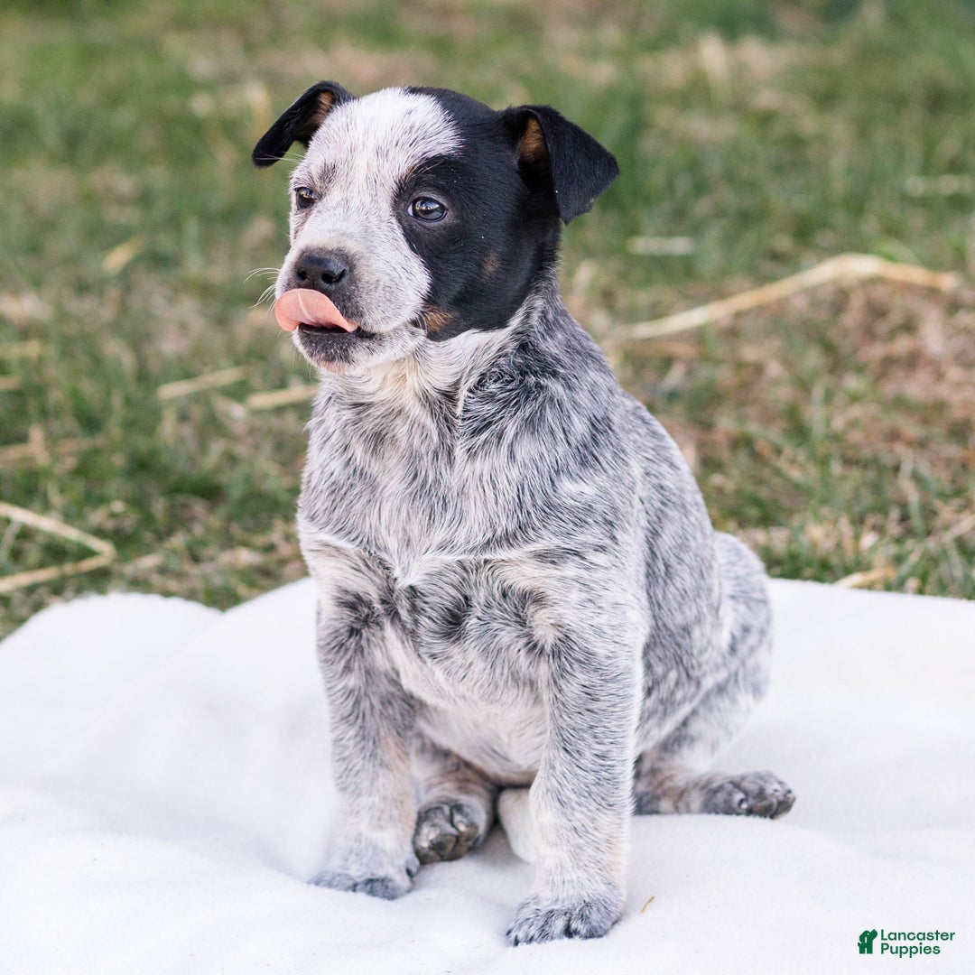 Mixed Breed dogs for sale: Holly  - Ad 3