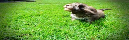 Havapoo dogs for sale: Fancy - Ad 14