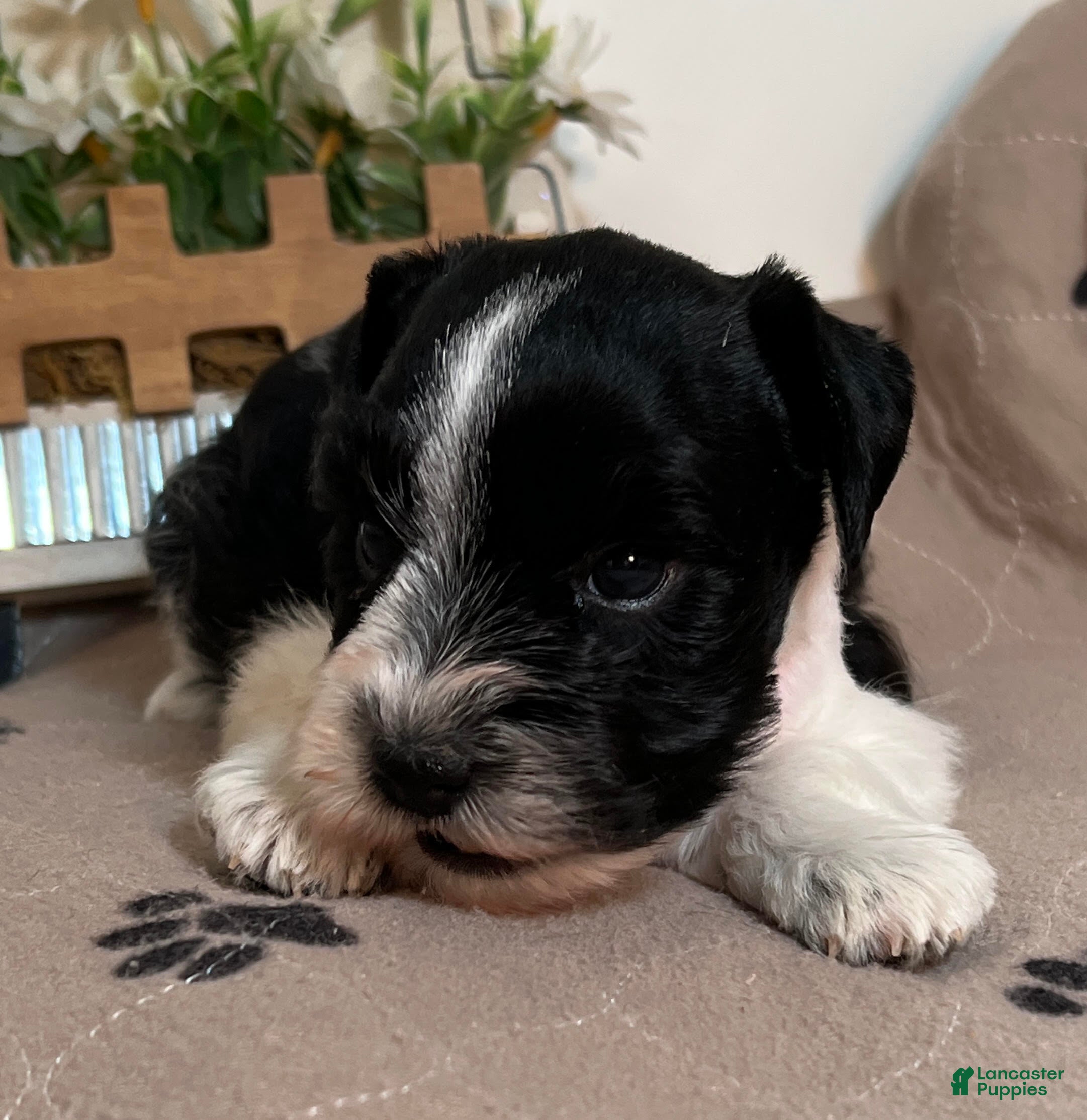 Miniature Schnauzer dogs Red ID Boy - Ad 2