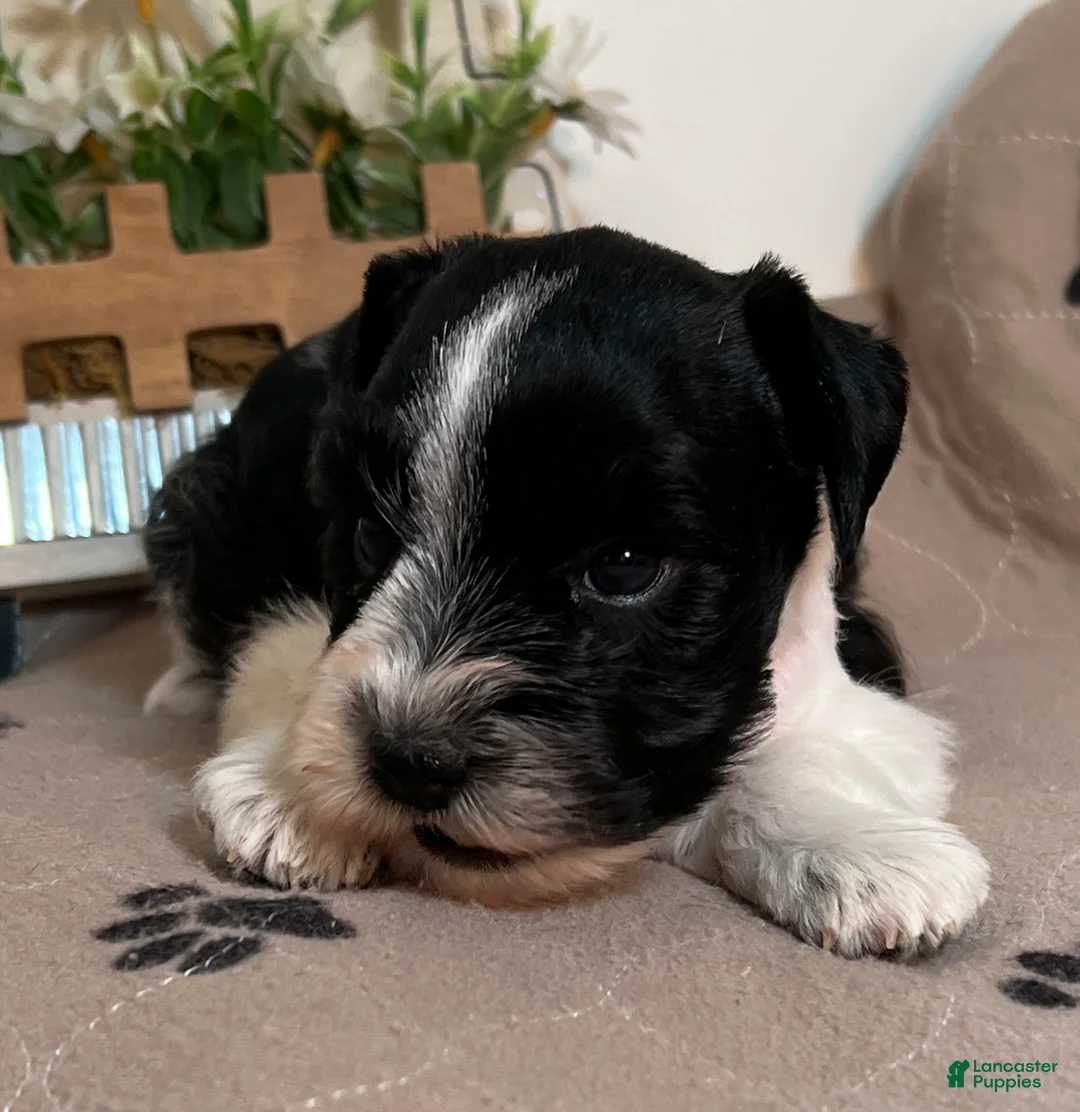 Miniature Schnauzer dogs for sale: Red ID Boy - Ad 2