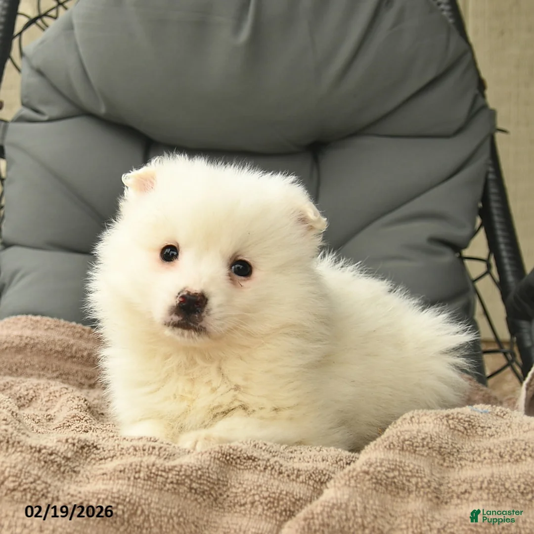 American Eskimo dogs for sale: Luke  - Ad 3