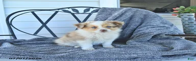 Bitsy