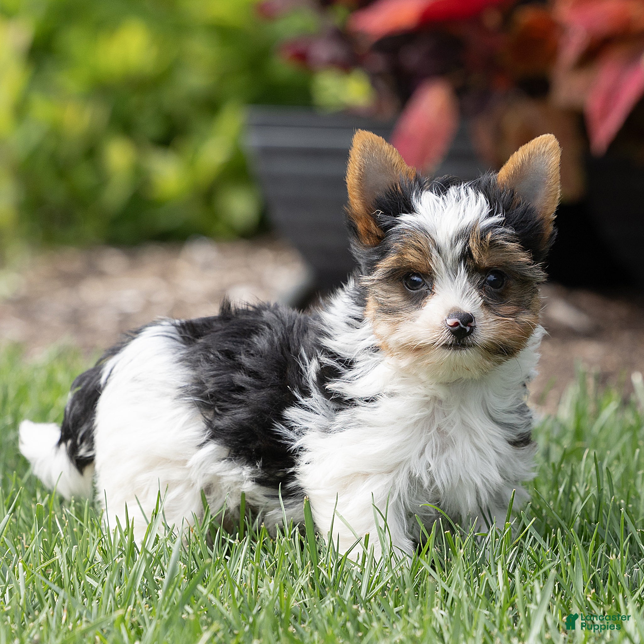 Biewer Terrier dogs for sale: Bennie Biewer Terrier  - Ad 1