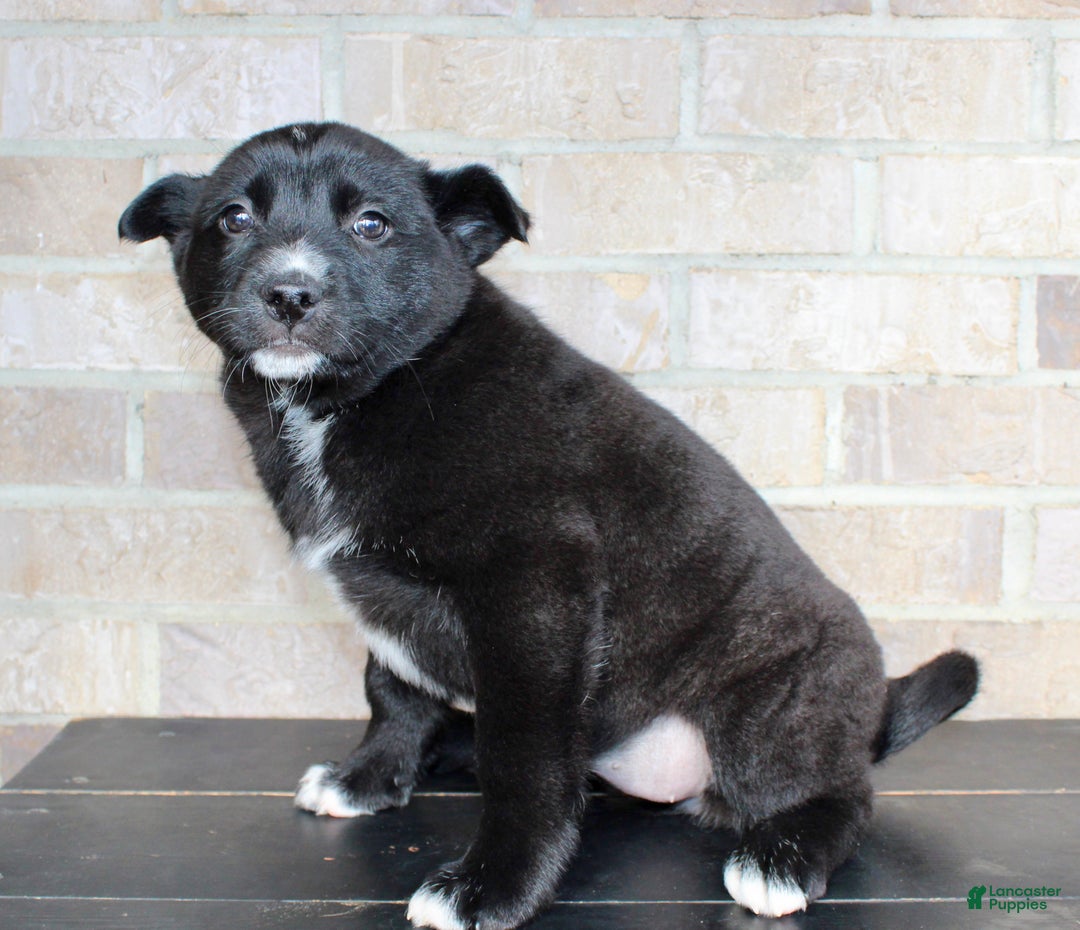 Mixed Breed dogs for sale: Sasha - Ad 6