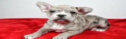Frenchton dogs for sale: Wendy - Ad 8