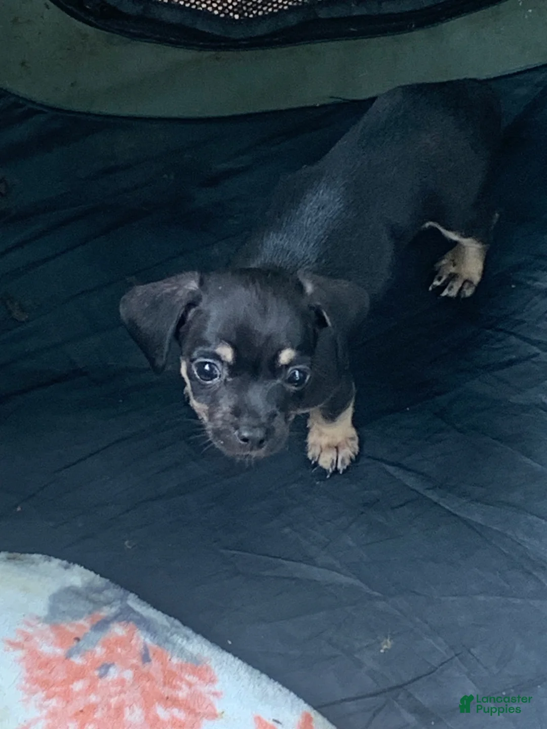 Chiweenie dogs for sale: Chiweenie Puppy 2 - Ad 1