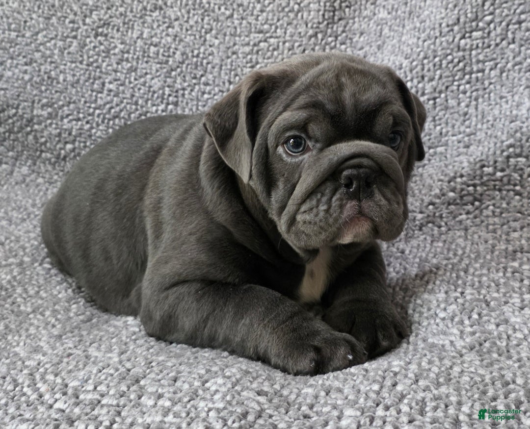 English Bulldog dogs for sale: Bell - Ad 5