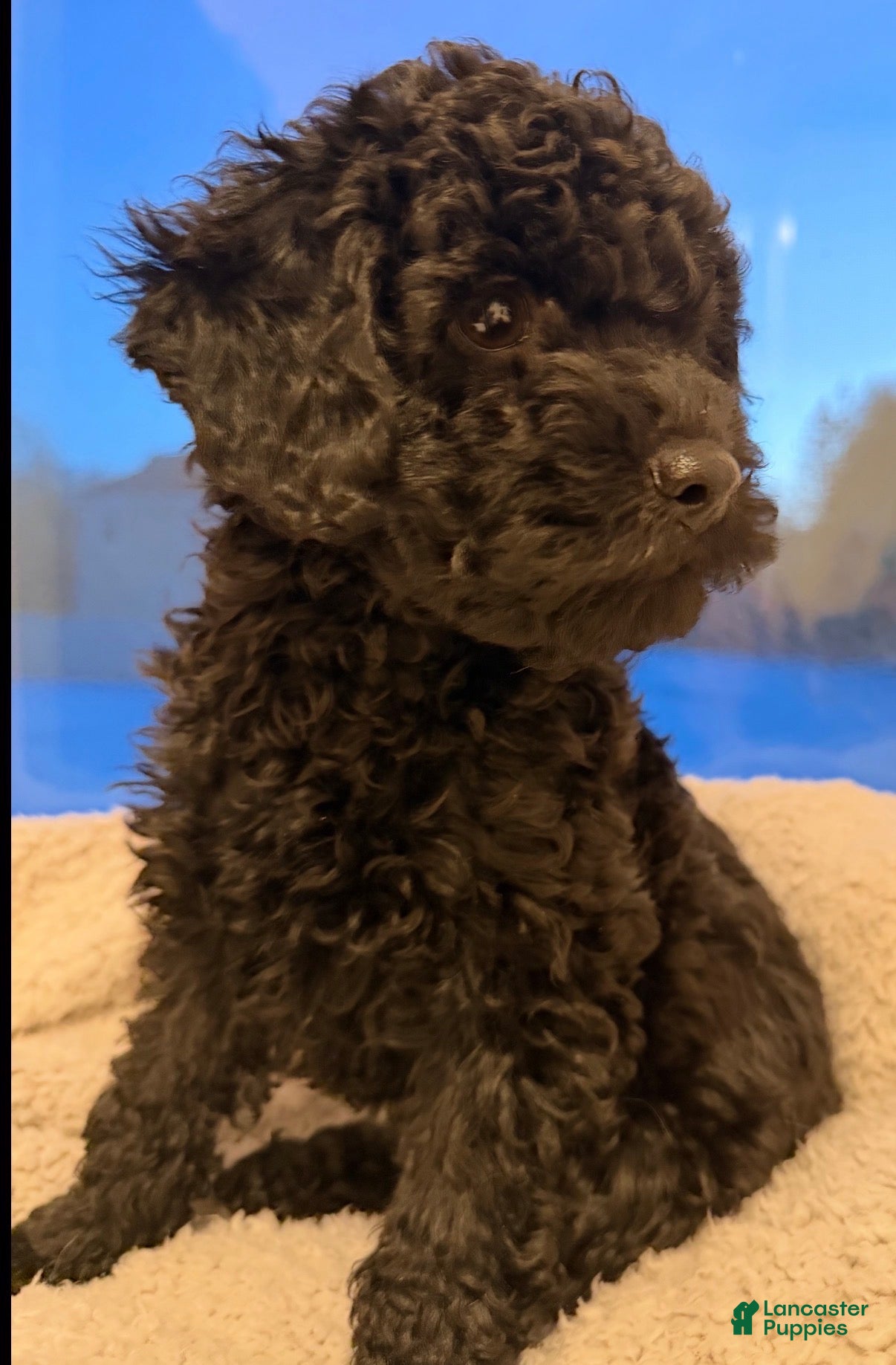 Cockapoo dogs Bella - Ad 2