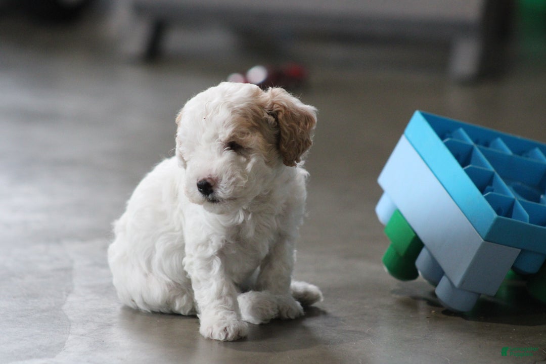 Cavapoo dogs for sale: Darla (Special Needs) - Ad 4