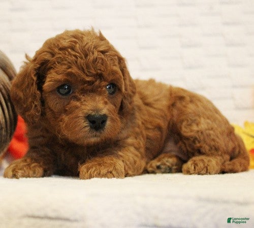 Cavapoo dogs for sale: Ginger - Ad 2