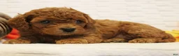 Cavapoo dogs for sale: Ginger - Ad 2