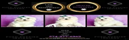 Maltese dogs for sale: Poof AKC - Ad 6